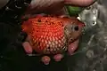 Poisson perlé tenu dans une main.