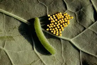 Chenille et œufs.