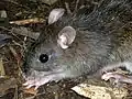 La grande souris des forêts de Mindoro&nbsp;(en)