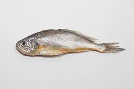 Larimichthys polyactis