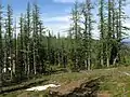 Forêt de Mélèzes subalpins en Colombie-Britannique.