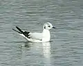 Posée sur l'eau