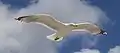 Larus argentatus argenteus