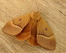Lasiocampa (Lasiocampa) quercus