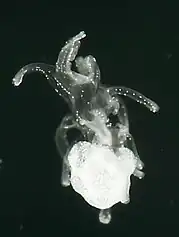 Larve brachiolaire d'étoile de mer.