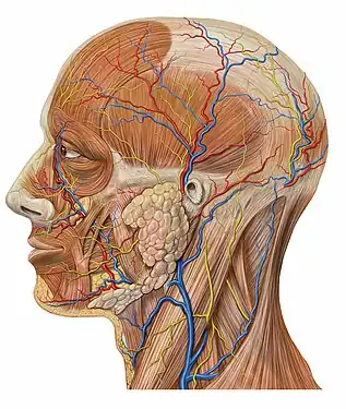 Anatomie de la tête, vue latérale.