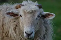 Mouton latxa
