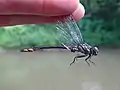 Stylurus laurae.