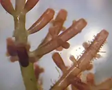 Laurencia sp. (Florideophyceae, Ceramiales, Rhodomelaceae)