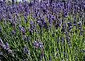Épis de Lavandula angustifolia.
