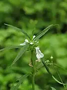 Leucas Aspera, le petit Thombé