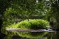 La Saulx à Lavincourt.