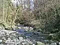 Le Forézan en forêt entre Vimines et Cognin.
