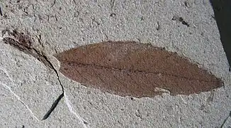 Feuille