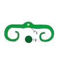 Préfoliation involutée