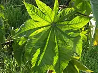 Feuille.