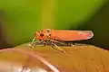 Bythoscopus ferrugineus (hemiptère, cicadelliadae)