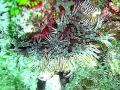 L'anémone fourchue&nbsp;(en) possède des tentacules et des pseudo-tentacules.