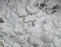 Lecanographa dialeuca