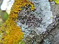 Lecanoraceae :Lecanora argentata