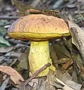 Bolet des chênes verts (Leccinellum lepidum), médiocre à sans intêret.