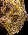 Legrandite -  Ojuela Mexique (XX1,4 cm)