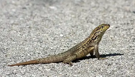 Leiocephalus carinatus armouri