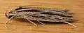 Leistarcha scitissimella