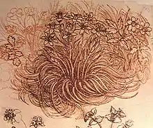 Esquisse botanique de Leonardo da Vinci. L'espèce est alors appelée "étoile blanche" ; elle est notamment présente dans le tableau Léda et le Cygne.