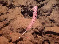 Lepidisis sp.