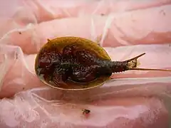 Lepidurus packardi