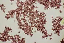 Spores