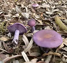 Cuticule bicolore(Lepista nuda)