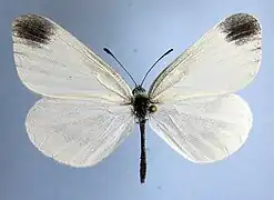 Leptidea juvernica