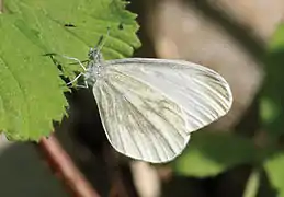 Leptidea morsei