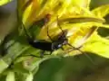 Stenurella nigra (Linné, 1758)