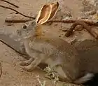Lièvre des steppes
