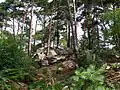 Les Grès Sainte-Marguerite, unique site de blocs de grès au centre de la forêt domaniale d'Ermenonville.