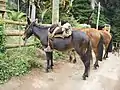 Mulets et chevaux, moyen de transport sur l'île