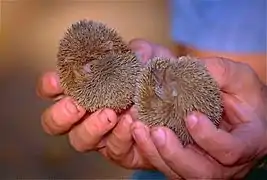 Le Petit Tenrec-hérisson (Echinops telfairi).