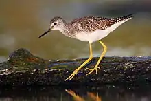 Petit Chevalier (Tringa flavipes)
