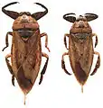 Lethocerus insulanus, espèce répandue des Philippines à l'Australie.