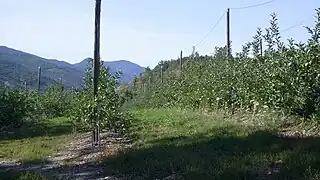 Verger à Lettret, (Hautes-Alpes)