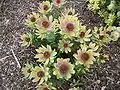 Leucadendron tinctum.