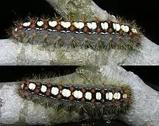 Chenille