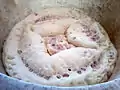 Levain de saccharomyces cerevisiae