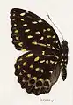 Lexias dirtea javana ♀.
