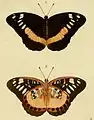 Lexias aeropa.