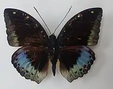 Mâle, face dorsal
