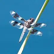 Libellula forensis
